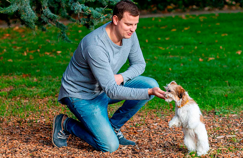 Curso de Adiestramiento Canino − Campus Training