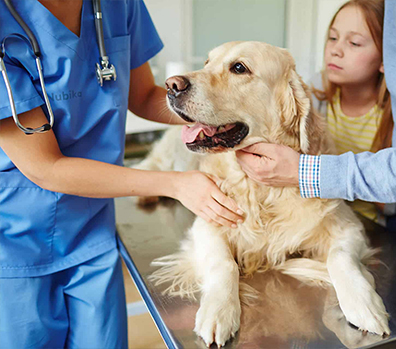 Curso de Asistente y Auxiliar Técnico Veterinario