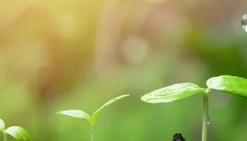 Agricultura ecológica: características principales
