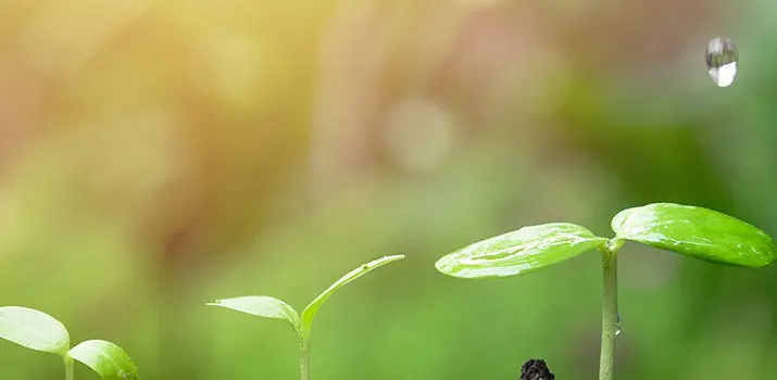 Ventajas de la agricultura ecológica
