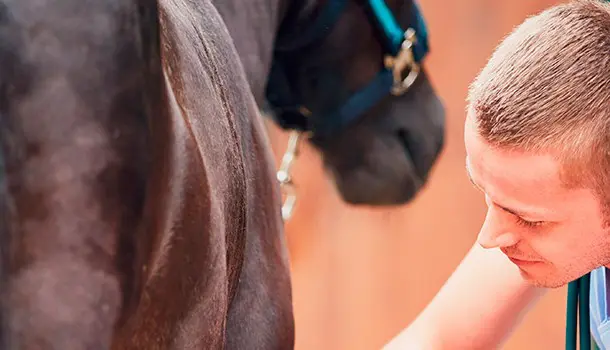 Auxiliar Veterinario Ecuestre y la pasión por los caballos
