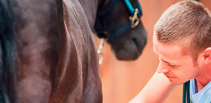 auxiliar veterinario ecuestre|auxiliar veterinario ecuestre pasión caballos