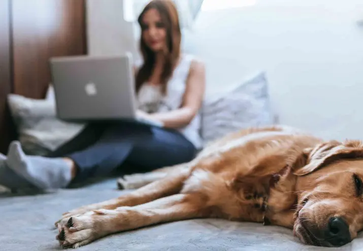 Certificado de profesionalidad online, Certificado de profesionalidad online