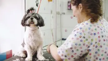 Cómo montar una peluquería canina
