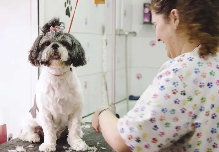 cómo montar una peluquería canina, Cómo montar una peluquería canina