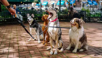 Cuántos tipos de adiestramiento canino existen: ¿lo sabes?