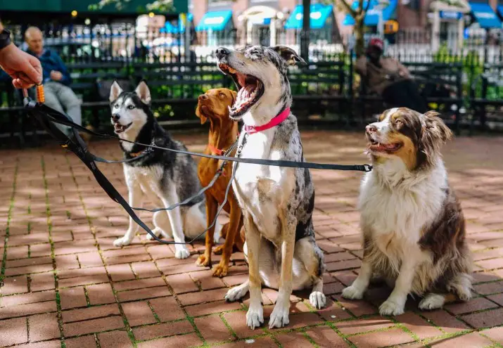 cuantos tipos adiestramiento canino existen scaled 1