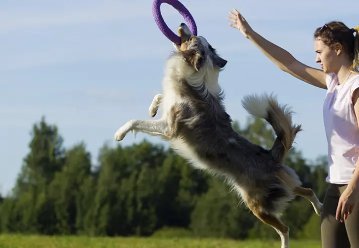 Curso Adiestramiento Canino Barcelona − Adiestrador Canino|