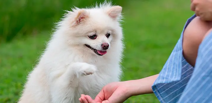 Curso Adiestramiento Canino Girona − Campus Training|