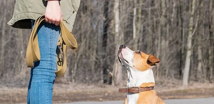 curso adiestramiento canino madrid portada