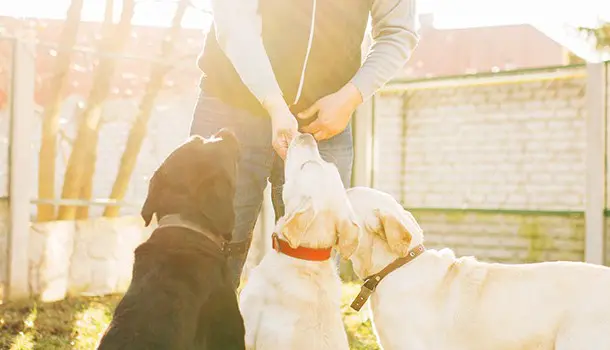 Curso de Adiestramiento Canino en Málaga: ¡conviértete en adiestrador profesional!