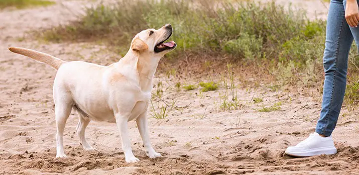 Curso Adiestramiento Canino Zaragoza − Campus Training|