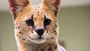 Curso auxiliar de veterinaria Barcelona: tu mejor elección