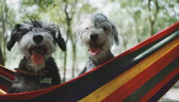 Curso auxiliar veterinaria Málaga: la mejor formación