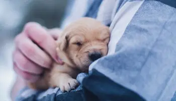 Curso Auxiliar Veterinaria Valencia. ¡Trabaja con tus mejores amigos!