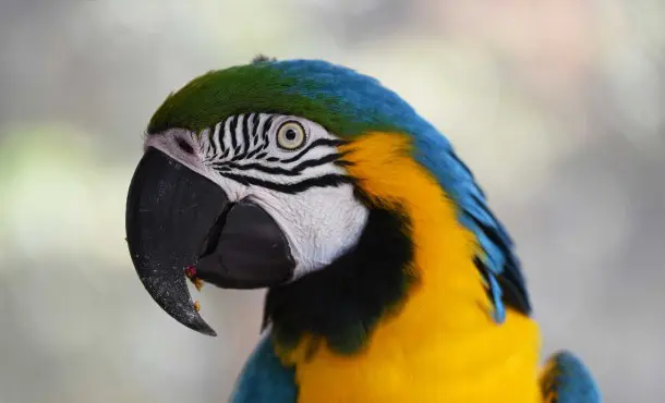 Curso cuidador de animales de zoológico