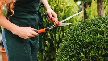 Curso de jardinería: diseña el jardín ideal