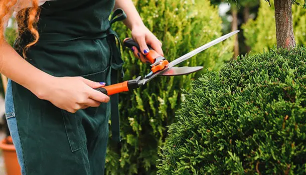 Curso de jardinería: diseña el jardín ideal