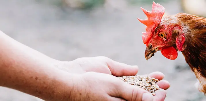 curso nutrición animal|curso nutrición animal dietista animal