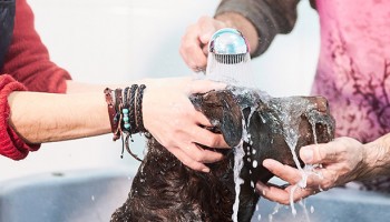 Curso Peluquería Canina en Barcelona: formación veterinaria