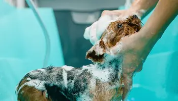 Curso Peluquería Canina Coruña: sé peluquero de perros