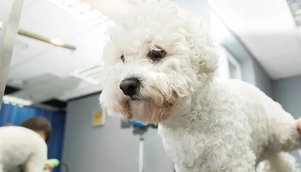 Curso Peluquería Canina Zaragoza: trabaja en estética canina