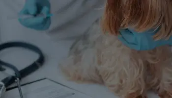 Cursos de Veterinaria