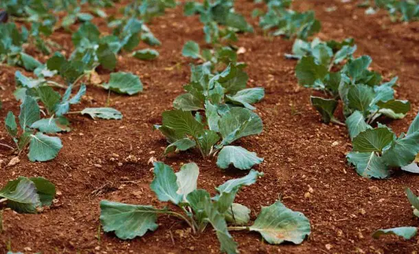 Cursos de agricultura ecológica online