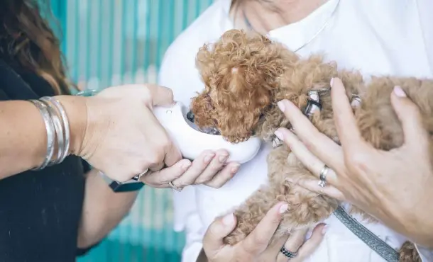 Cursos de veterinaria online: fórmate a distancia
