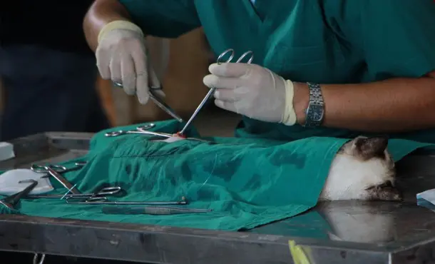 Enfermería en Veterinaria