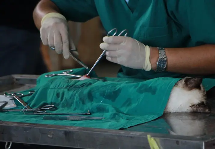 enfermeria en veterinaria, Enfermería en Veterinaria