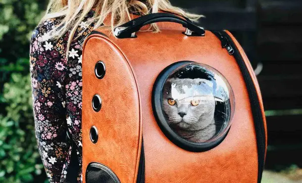 Estudios de Veterinaria: tus opciones para trabajar con animales