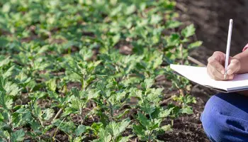 Formación en agricultura ecológica: trabaja en horticultura