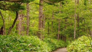 Gestión forestal y del medio natural: vocación por la naturaleza