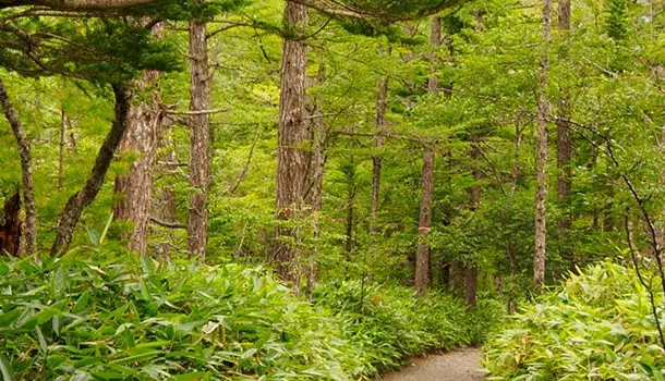 Gestión forestal y del medio natural: vocación por la naturaleza