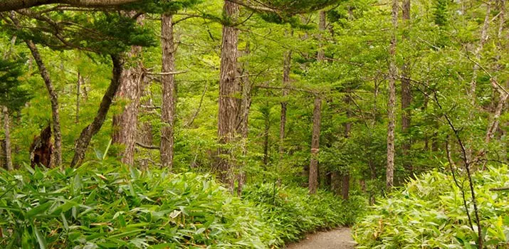 gestión forestal y del medio natural|gestión forestal y del medio natural - técnico