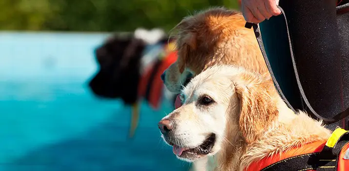 Guía canino – curso de Adiestrador Canino|Guía canino – curso de Adiestrador Canino