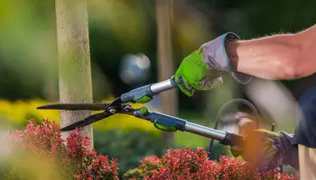 ¿Qué es la jardinería ecológica? La alternativa sostenible