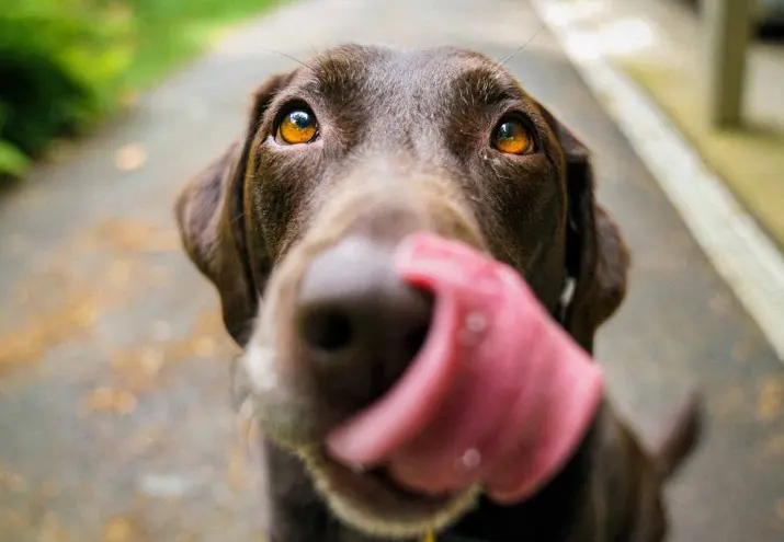 nutricionista de perros funciones, Nutricionista de perros: qué es y cuáles son sus funciones