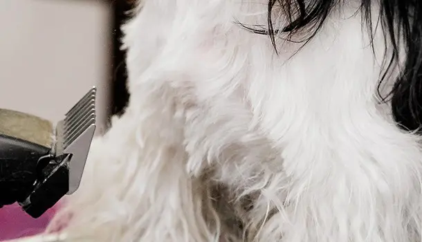 Oportunidades laborales: peluquería canina a domicilio