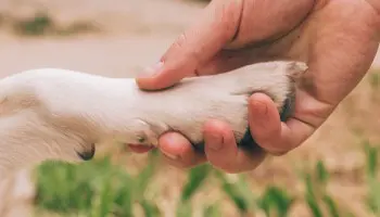 Todas las funciones que realizan los perros adiestrados. Conviértete en adiestrador