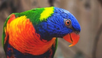 Requisitos para ser veterinario: ¡descúbrelos!