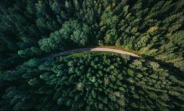 Temario agente forestal Madrid: descrubre los temas