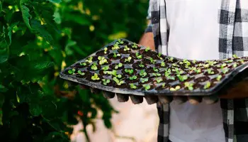 Los tipos de agricultura ecológica. Fórmate en verde