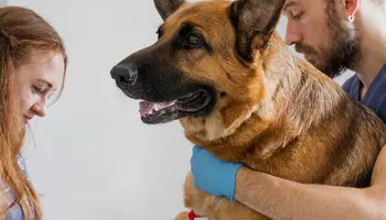 Trabajo como auxiliar veterinario: empleo al alza