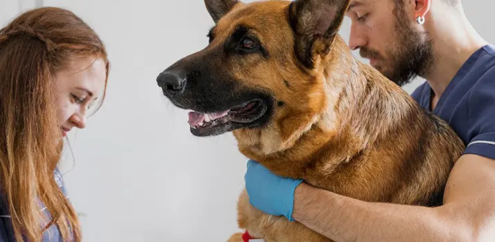Trabajo como auxiliar veterinario – Campus Training