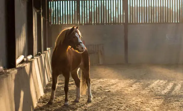Veterinaria equina: ¿qué es y cómo formarte?