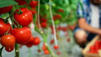 Descubre la diferencia entre agricultura orgánica y ecológica