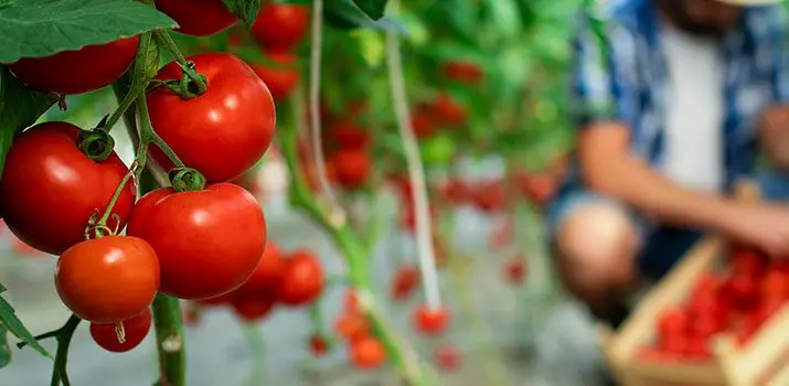 Agricultura orgánica ecológica|Agricultura ecologica