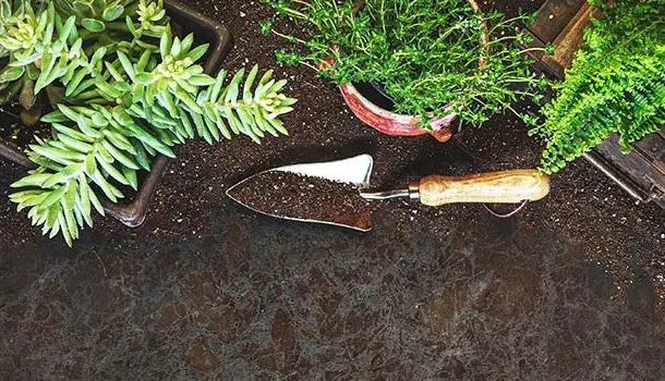 Beneficios y características de un jardín ecológico. Fórmate en verde